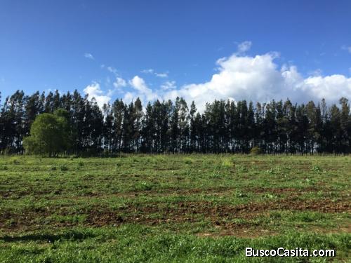 Lotes en Venta en Freire