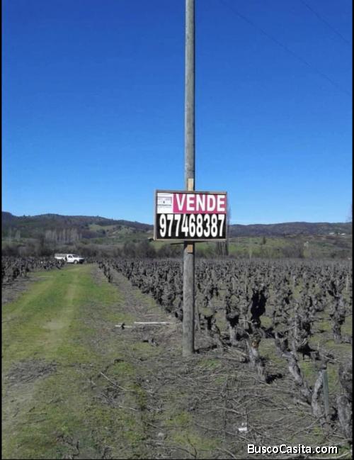 Venta de Fundo Viñas de Puico