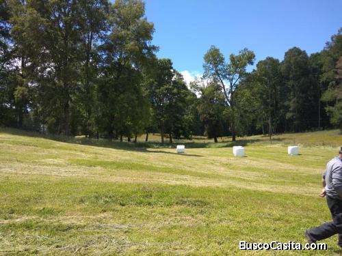Parcelas a 14 km de Lago Ranco (Venta en Verde)