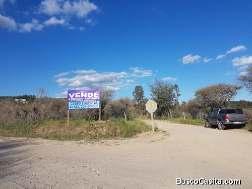 Campo Forestal en Cauquenes.