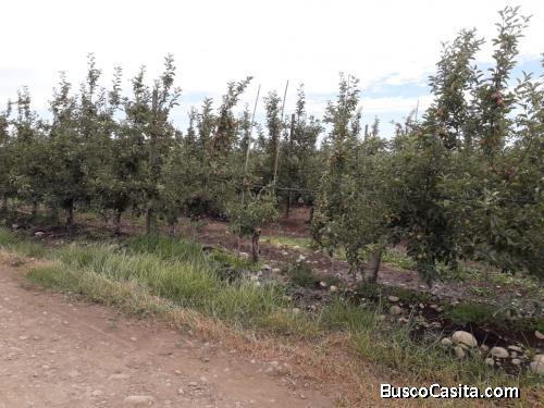 Campo productivo, Los Niches, Curicó.