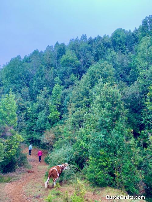 Campo 132ha bosque nativo 