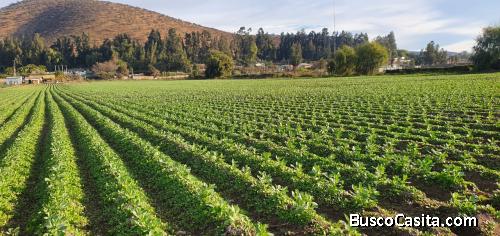 Melipilla, Parcela agrícola 13,7 Hás.