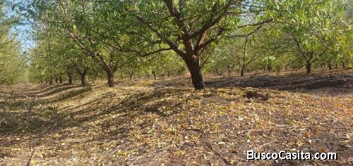 Venta 18 Hás en Chada-Paine.