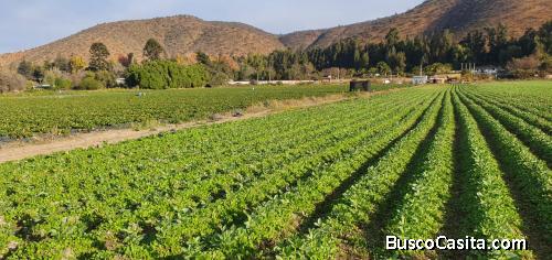 Melipilla, Parcela agrícola 13,7 Hás.