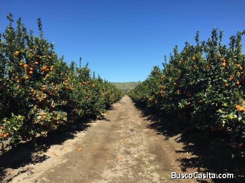 Vendo maravillosas parcelas en Ovalle