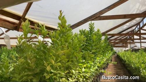 PARCELA en LIMACHE  Paraíso Verde en Limache: Única Parcela de 5.150 m2 con Potencial Infinito.