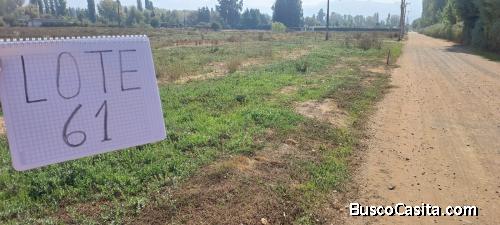 Aculeo-Paine, Lote 61