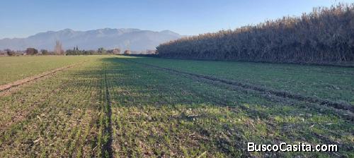Paine, Nuevo Horizonte, Parcela plana 5 hectáreas.