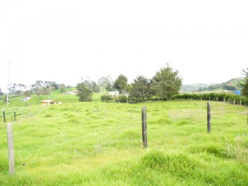 VENDO FINCA PRODUCTORA DE LECHE X MOTIVO SEPARACION