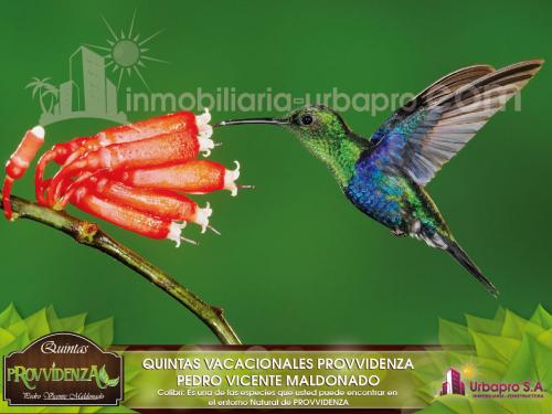 VENTA  DE QUINTAS  VACACIONALES  “ PROVVIDENZA” UN PARAISO ESCONDIDO RODEADO DE NATURALEZA LUGAR IDEAL PARA DESCANSAR-VACACIONAR Y VIVIR - ECUADOR