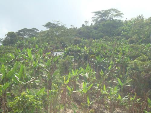 VENDO O PERMUTO FINCA EN PRODUCCION