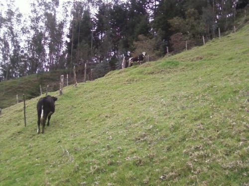 vendo hermoso terreno para cultivo ,construir o cria de ganado