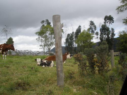 LOTE 2700 Mts. VEREDA LA BALSA SECTOR LAS JUNTAS 