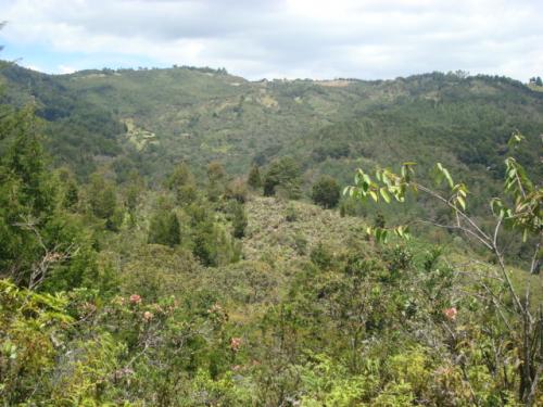 LOTE 0017 GUARNE VEREDA SAN JOSÉ