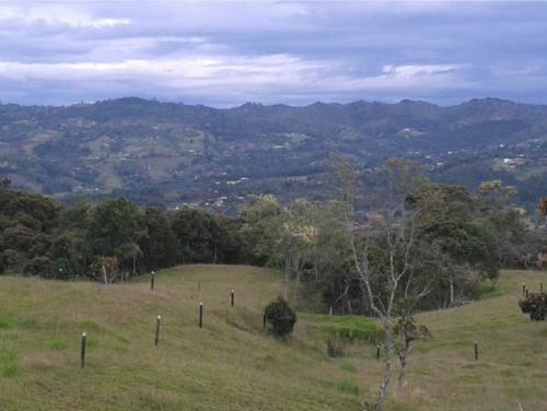 LOTE 0084 GUARNE ALTOS DE LA MOLINA