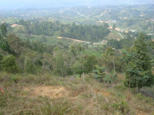LOTE 0077 GUARNE VEREDA CANOAS