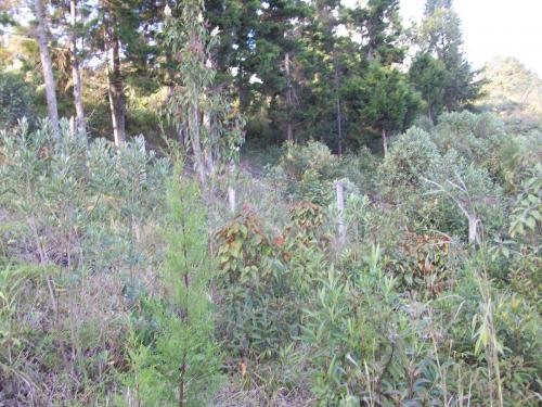 Lote 6.400 mts2, Guarne.