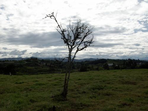Lote Mixto Guarne