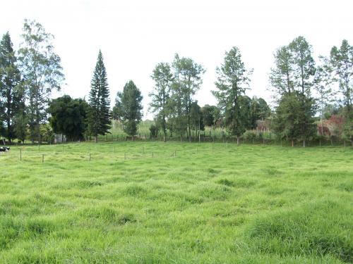 Lote Mixto Guarne