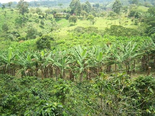 Vendo finca cafetera entre filandia y Quimbaya sembrada en café y pasto.