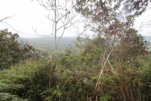 Lote en venta Guarne vereda la Henea