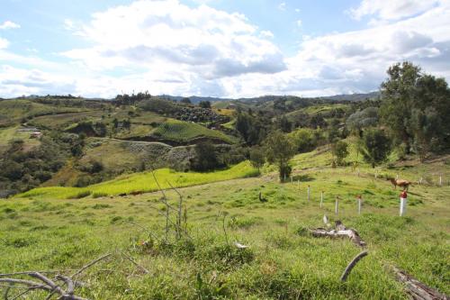 Finca en San Vicente 55.000 mt2