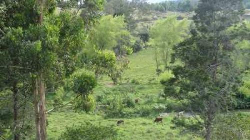 Lote en el Carmen de Viboral