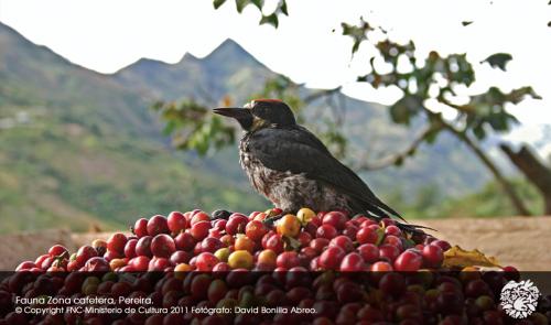 fin de semana eje cafetero
