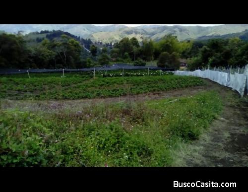 FINCA EN ARRIENDO LA CEJA VÍA ABEJORRAL 