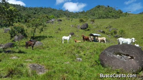 Gran lote en San Rafael, 91.5 cuadras