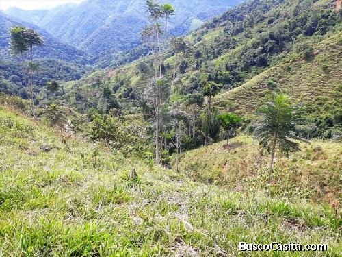Finca lote en venta entre Cocorná y San Luis