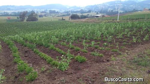 LOTE BARATO EN NEMOCON
