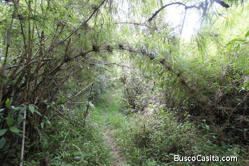 Lote en venta Guarne- Vereda la Honda 