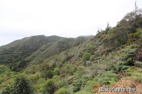 Lote en venta Guarne, Vereda Guapante 
