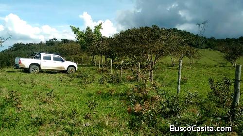 RESTREPO/VIJES VENDO HACIENDA GANADERA 156 CUADRAS