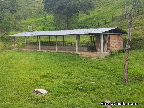 Finca ganadera en San Luis, vereda La Josefina
