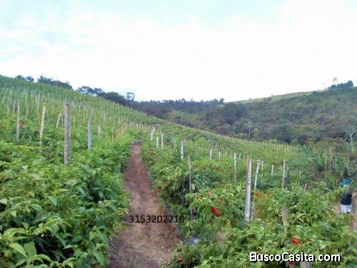 RESTREPO/VALLE VENDO TERRENO DE 12.800 mt2