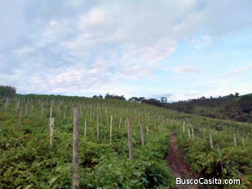 RESTREPO/VALLE VENDO TERRENOS PARA  CONSTRUIR SU FINCA CAMPESTRE DESDE 6.400mt2 