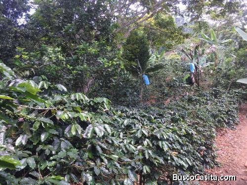 VENTA DE FINCA PRODUCTIVA EN OBANDO VALLE 25600 M2