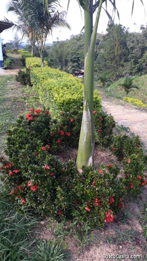 Finca ganadera en San Luis, vereda La Josefina