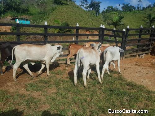 Finca ganadera en San Luis, vereda La Josefina