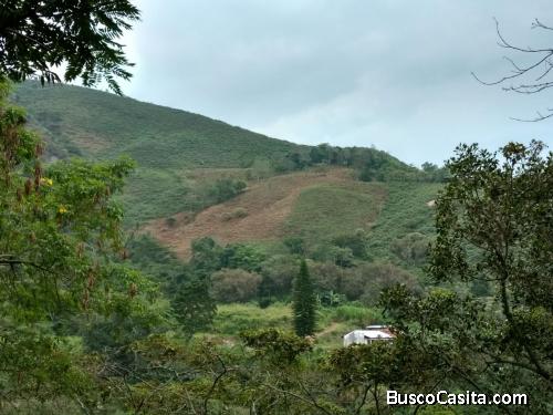 Finca Alban C/c desarrollo proyecto agrícola ganadero,