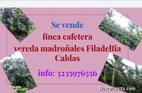 Finca cafetera bien localizada y de fácil acceso.