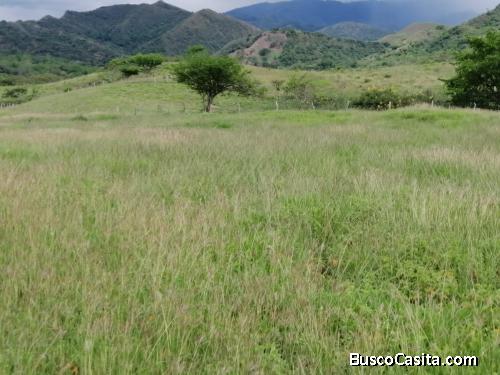 Buga venta finca ganadera 60 cuadras 