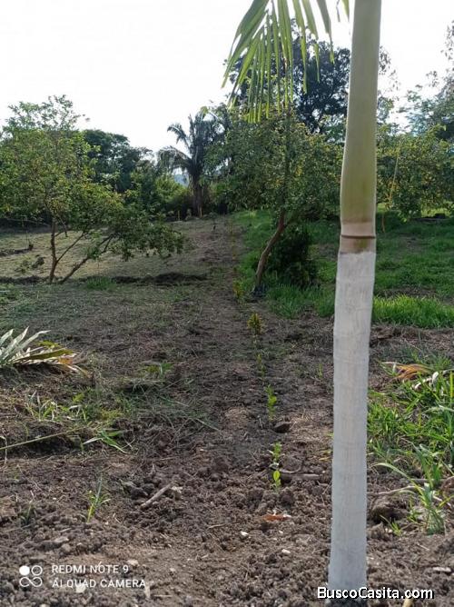 VENTA DE EXCELENTES LOTES CAMPESTRES.CLIMA CÁLIDO.