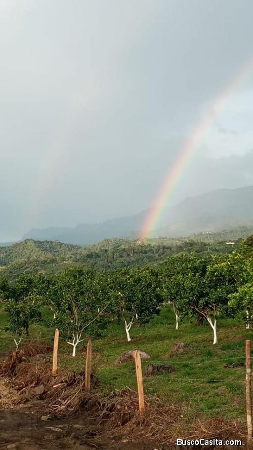  Espectaculares lotes y fincas en clima calido.