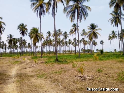 Terreno Frente al Mar en Buritaca, Santa Marta, Colombia 