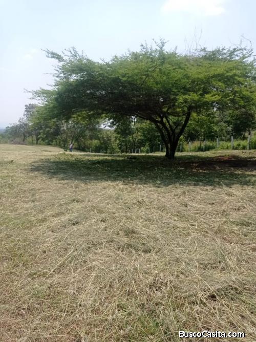 LOTES CAMPESTRES EN VIOTA Y AGUA DE DIOS