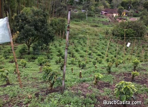 Vendo Lote en producción 